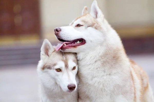 Adorabile Siberiano Husky Cani All Aperto — Foto Stock