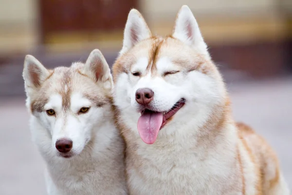 Adorável Siberian Cães Husky Livre — Fotografia de Stock