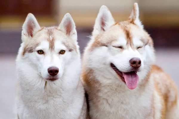 Adorável Siberian Cães Husky Livre — Fotografia de Stock