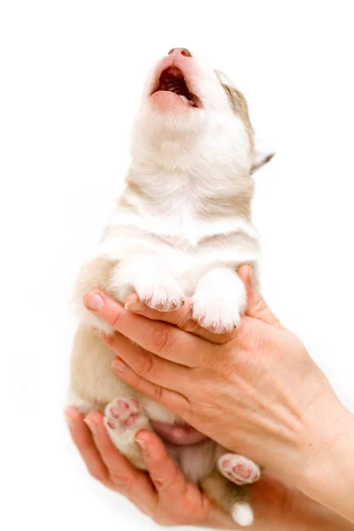 Adorable Cachorro Husky Siberiano — Foto de Stock