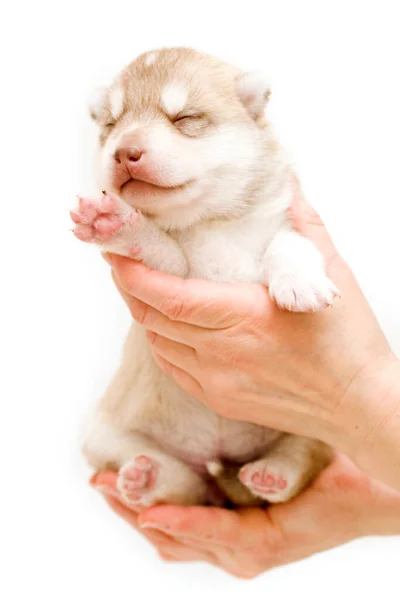 Adorable Cachorro Husky Siberiano — Foto de Stock