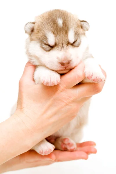 Adorabile Cucciolo Siberiano Husky — Foto Stock