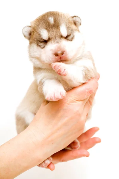 可敬的西伯利亚哈士奇小狗 — 图库照片
