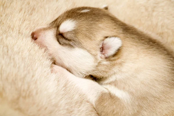 Ritratto Simpatico Cucciolo Husky — Foto Stock