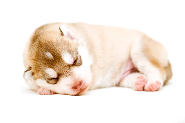 Adorable Cachorro Husky Siberiano — Foto de Stock