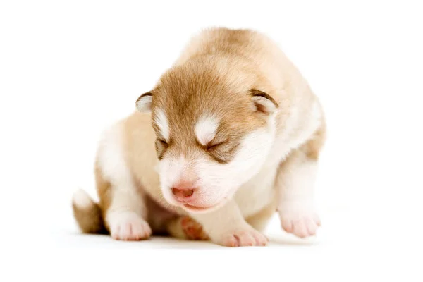 Adorable Cachorro Husky Siberiano — Foto de Stock