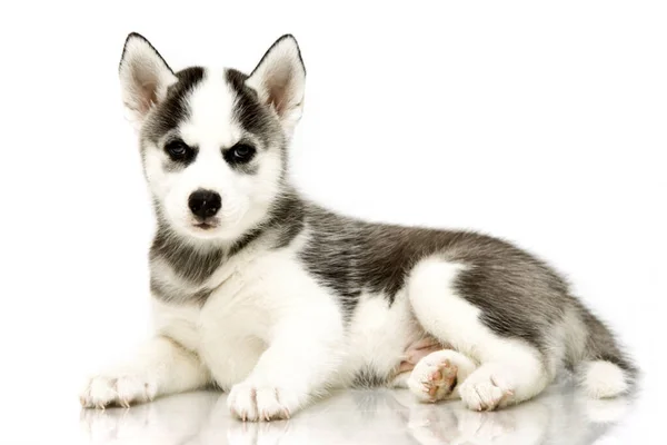 Adorable Cachorro Husky Siberiano — Foto de Stock