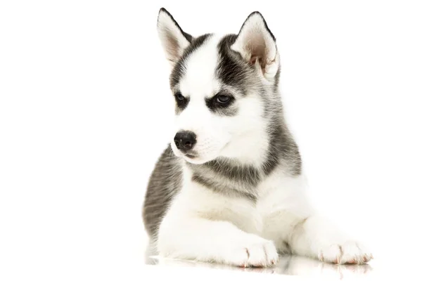 Adorável Cachorro Husky Siberiano — Fotografia de Stock