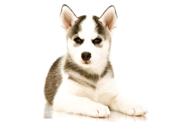 Adorável Cachorro Husky Siberiano — Fotografia de Stock