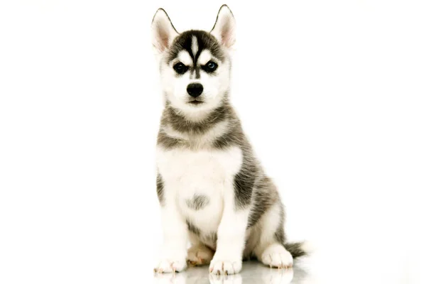 Schattige Siberische Husky Puppy — Stockfoto