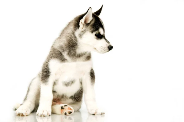 Adorável Cachorro Husky Siberiano — Fotografia de Stock