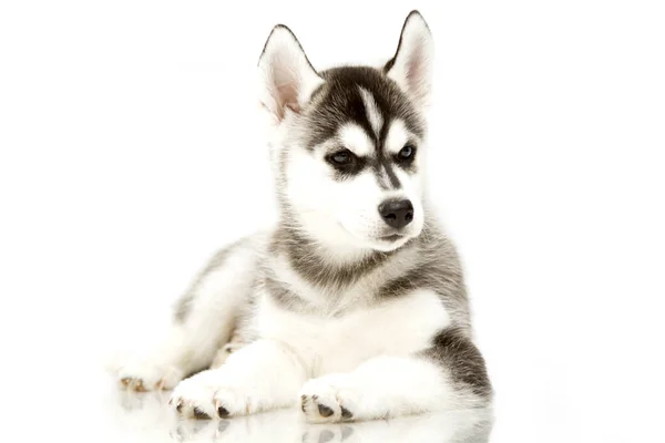 Adorable Cachorro Husky Siberiano —  Fotos de Stock