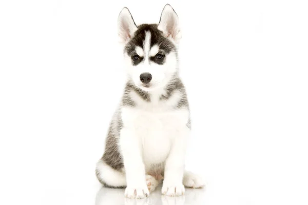 Adorável Cachorro Husky Siberiano — Fotografia de Stock