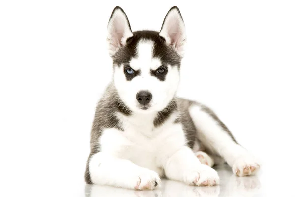 Adorable Siberian Husky Puppy — Stock Photo, Image