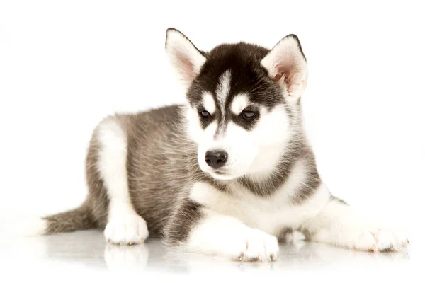 Schattige Siberische Husky Puppy — Stockfoto