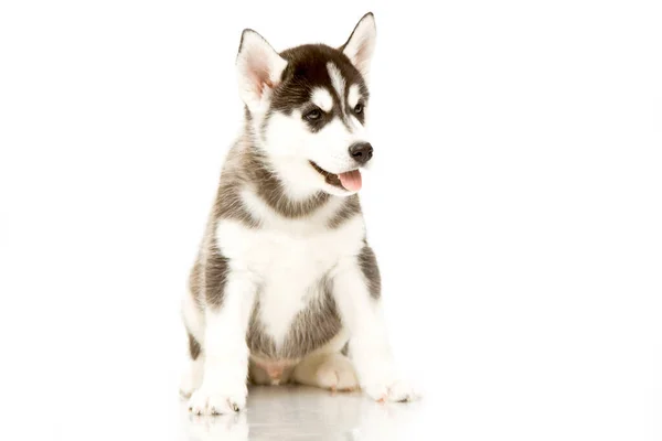 Adorable Cachorro Husky Siberiano — Foto de Stock