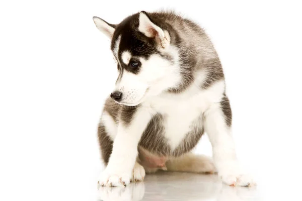 Adorável Cachorro Husky Siberiano — Fotografia de Stock