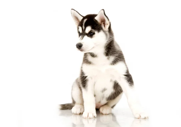 Adorable Cachorro Husky Siberiano — Foto de Stock