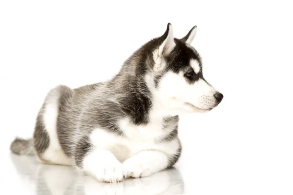 Sevimli Sibirya Husky Köpeği — Stok fotoğraf