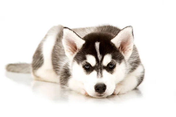 Adorável Cachorro Husky Siberiano — Fotografia de Stock