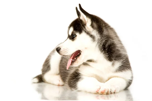 Adorable Siberian Husky Puppy — Stock Photo, Image