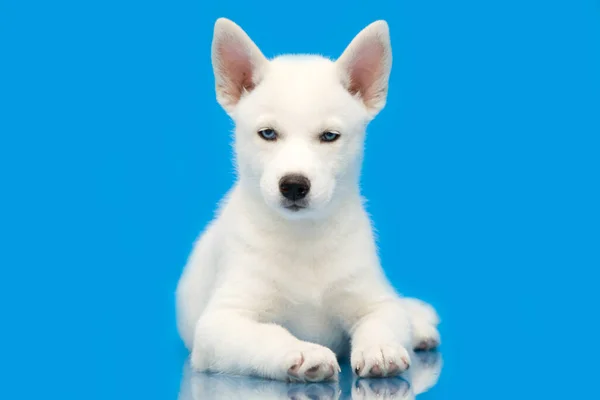 Sevimli Sibirya Husky Köpeği — Stok fotoğraf