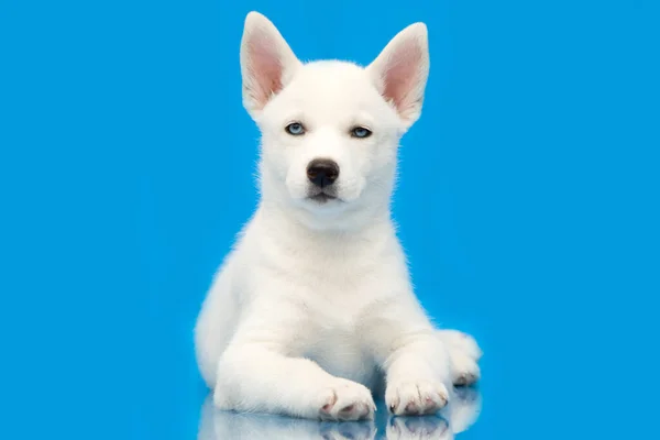 Adorable Siberian Husky Puppy — Stock Photo, Image