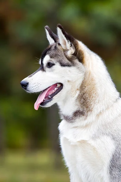 Bedårande Sibiriska Husky Hund Utomhus — Stockfoto