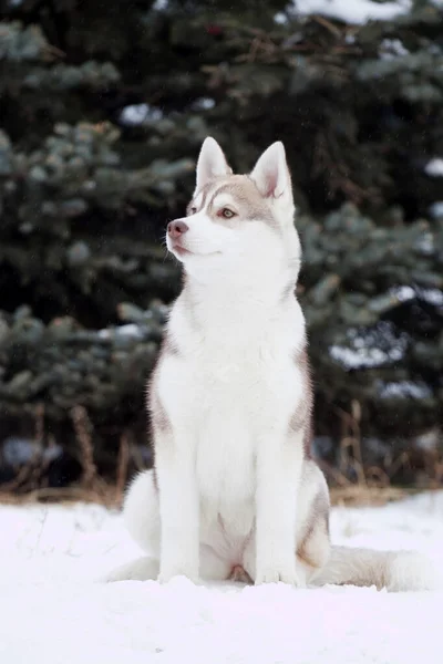 Adorable Perro Husky Siberiano Aire Libre —  Fotos de Stock