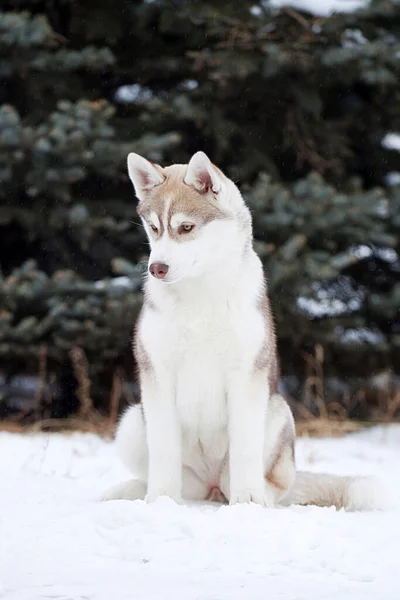 Adorável Siberian Husky Cão Livre — Fotografia de Stock