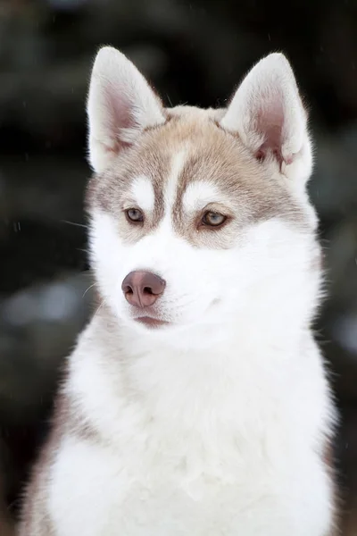 Adorável Siberian Husky Cão Livre — Fotografia de Stock