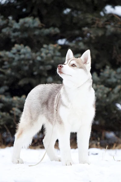 Bedårande Sibiriska Husky Hund Utomhus — Stockfoto