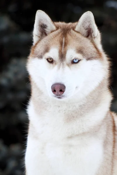 Adorável Siberian Husky Cão Livre — Fotografia de Stock