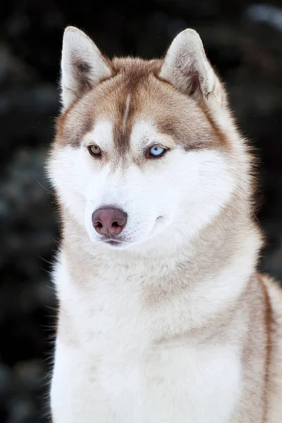 Adorable Perro Husky Siberiano Aire Libre —  Fotos de Stock