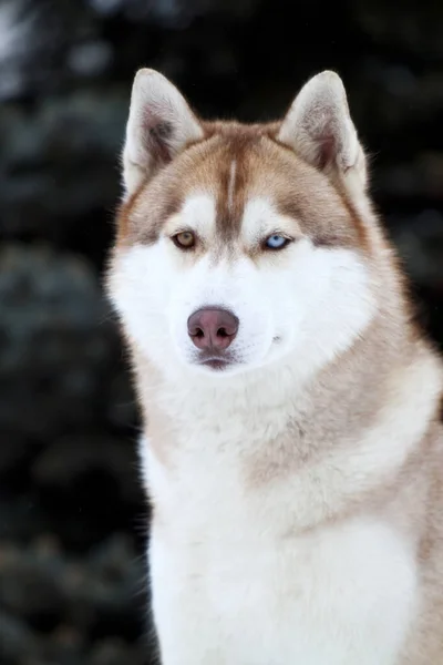 Bedårande Sibiriska Husky Hund Utomhus — Stockfoto