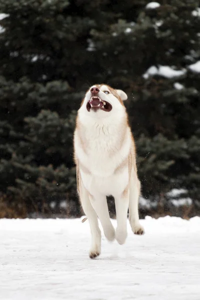 Sevimli Sibirya Husky Köpeği Açık Havada — Stok fotoğraf