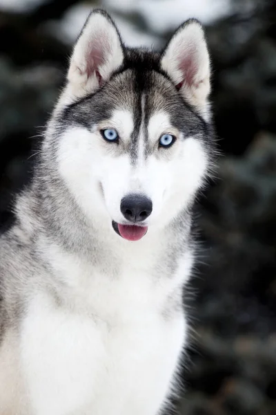 Adorable Perro Husky Siberiano Aire Libre —  Fotos de Stock