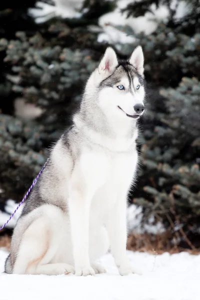 Entzückender Siberian Husky Hund Freien — Stockfoto