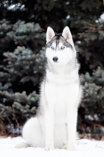 Schattige Siberische Husky Hond Buiten — Stockfoto