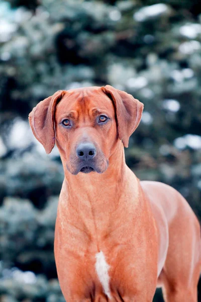 Чарівна Лабрадорська Собака Парку — стокове фото