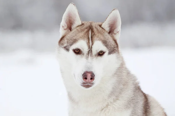 Rozkošný Sibiřský Husky Pes Venku — Stock fotografie