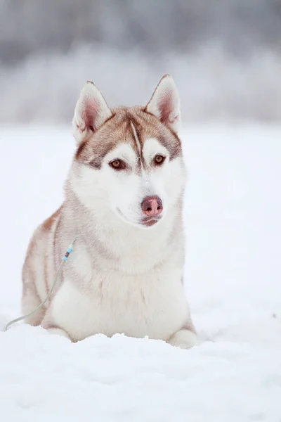 Schattige Siberische Husky Hond Buiten — Stockfoto