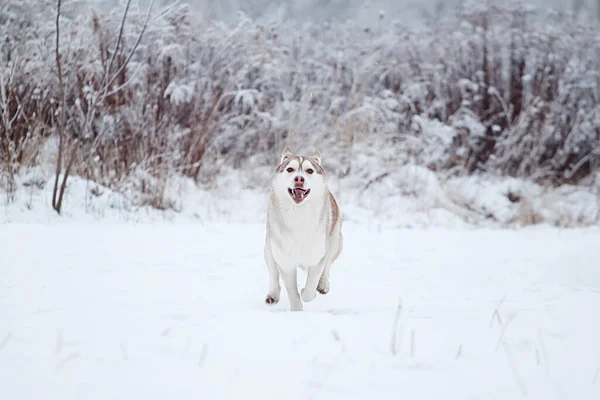 Adorable Siberian Husky Dog Outdoor — Stock Photo, Image