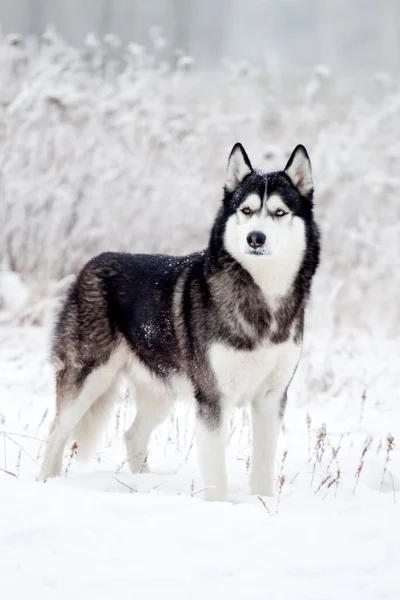 Uroczy Syberyjski Pies Husky Zewnątrz — Zdjęcie stockowe