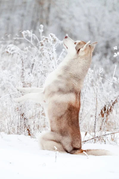 Adorable Perro Husky Siberiano Aire Libre — Foto de Stock