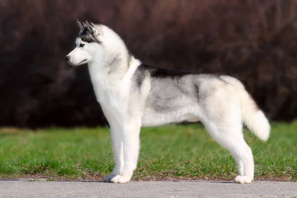 Schattige Siberische Husky Hond Buiten — Stockfoto