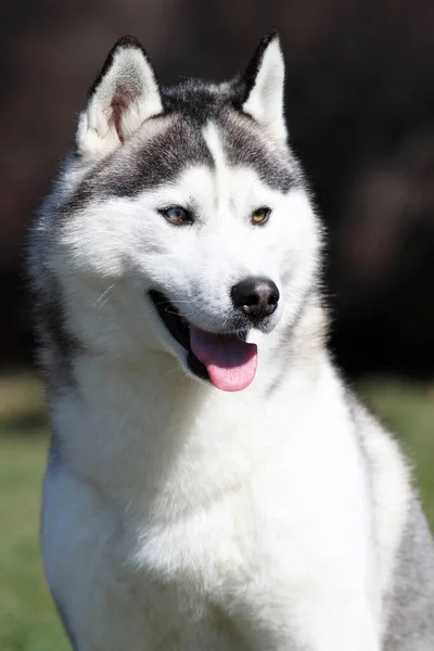 Adorável Siberian Husky Cão Livre — Fotografia de Stock