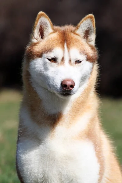 Entzückender Siberian Husky Hund Freien — Stockfoto