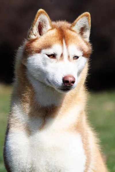 Uroczy Syberyjski Pies Husky Zewnątrz — Zdjęcie stockowe