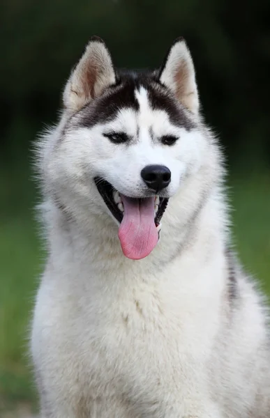 Adorabile Siberian Husky Cane All Aperto — Foto Stock